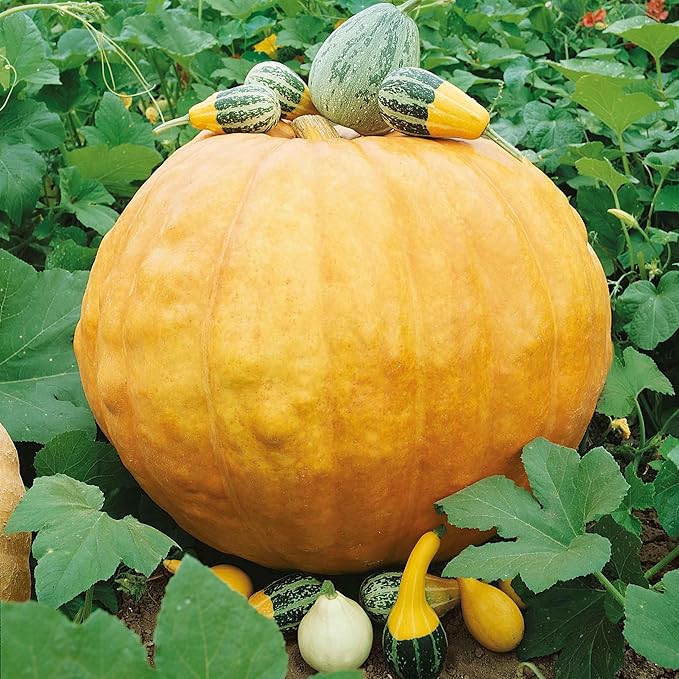 Eden Brothers Pumpkin Seeds - Big Max Non-GMO Seeds for Planting, 1/4 Pound | High-Yielding, Fast Growing Vegetable Seeds, Plant During Warm Season, Zones 3, 4, 5, 6, 7, 8, 9, 10
