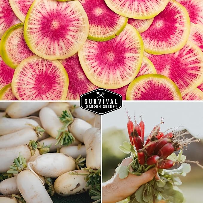 Radish Seeds Variety Pack – 5 Packets | Heirloom Non-GMO Radishes for Planting: Daikon, Watermelon, Purple Plum, French Breakfast & Champion – Survival Garden Seeds