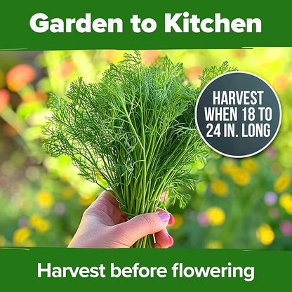 HOME GROWN Non GMO Dill Seeds for Planting 1,014 Bouquet Dill Seeds and Heirloom Herb Seeds for Planting Outdoors, Grow Your Fragrant Dill Herb Garden (Anethum graveolens)