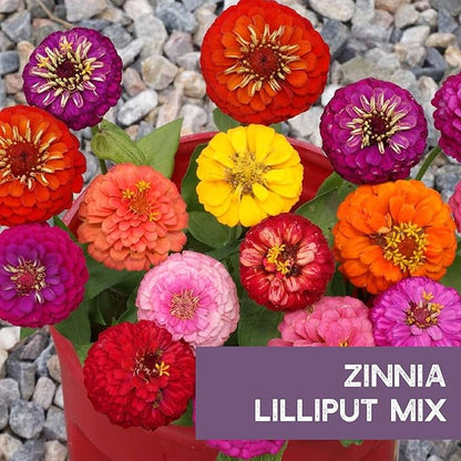 Zinnia Seeds for Outdoor Planting – ~3,000 Lilliput Semi-Dwarf Zinnia Seeds – 1–2" Dwarf Pompom-Style Blooms – Zinnia elegans Pollinator-Friendly Annual Flower Mix
