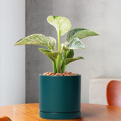D'vine Dev Set of 2 Plants Pots, 6 Inch Ceramic Planter Pot for Plants with Drainage Hole and Saucer, Teal, 94-V-C-9