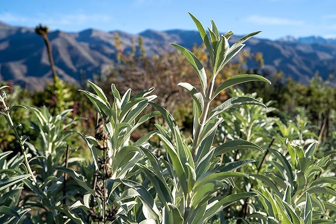 Plant Good Seed Organic White Sage Seeds for Planting: California Native Plant, Silvery Leaves - 100 Seed Packet