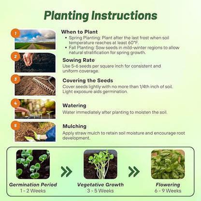Outsidepride Genovese Sweet Basil Seeds for Planting - 1/8 lb. Easy to Grow Annual Herb Garden Seeds with Aromatic & Flavorful Foliage for Containers, Companion Planting, Indoors & Outdoors