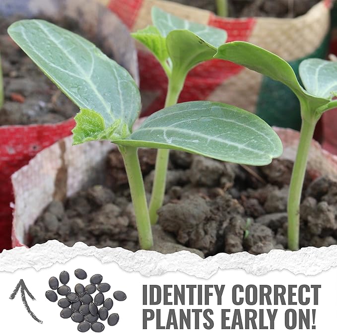Seed Needs Luffa Seeds for Planting Loofah Sponge Gourds - Non-GMO Heirloom & Untreated Veggie Seed to Plant a Home Grown Outdoor Vegetable Garden (10 Packs)