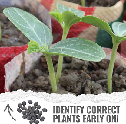 Seed Needs Luffa Seeds for Planting Loofah Sponge Gourds - Non-GMO Heirloom & Untreated Veggie Seed to Plant a Home Grown Outdoor Vegetable Garden (2 Packs)