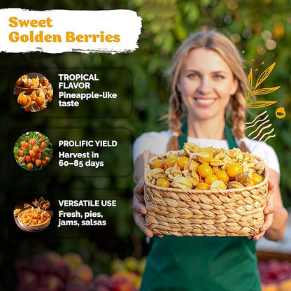 KVITER 650 Aunt Molly Ground Cherry Seeds for Planting (Physalis pruinosa) – Non GMO & Heirloom Pineapple Ground Husk Cherry Tomatoes, Organic Fruit Seeds – Tropical Flavor Berries