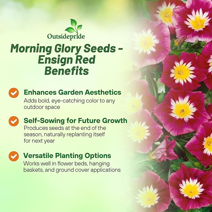 Outsidepride Ensign Red Morning Glory Seeds - 1000 Pcs. Annual, Dwarf Mounding Flower Seeds for Planting Trumpet-Shaped Tricolored Blooms, Ideal for Garden Boxes, Beds & Containers