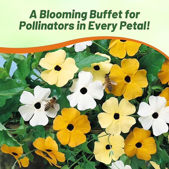 Outsidepride Sunrise Mix Thunbergia Black Eyed Susan Seeds - 100 Pcs Annual, Climbing Vine Flower Seeds for Planting Mixed Blooms for Low Maintenance Gardens, Containers, Trellis & Fences