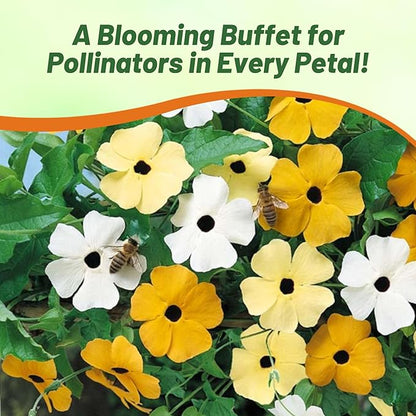 Outsidepride Sunrise Mix Thunbergia Black Eyed Susan Seeds - 100 Pcs Annual, Climbing Vine Flower Seeds for Planting Mixed Blooms for Low Maintenance Gardens, Containers, Trellis & Fences