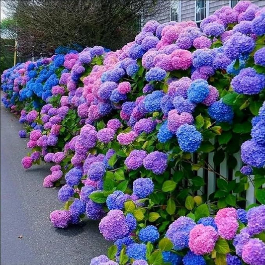 50Pcs Mixed Hydrangea Flower Seeds – Colorful Hortensia Garden Seeds for Planting – Easy to Grow Mophead Perennial Plants for Home Garden, Patio, Yard, and Landscaping Decoration