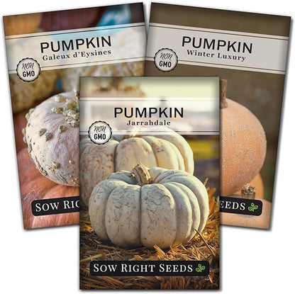 Sow Right Seeds - Decorative Pumpkin Seed Collection for Planting - Jarrahdale, Galeux d’Eysines, and Winter Luxury Pumpkins - Non-GMO Heirloom Packets with Instructions to Plant and Grow