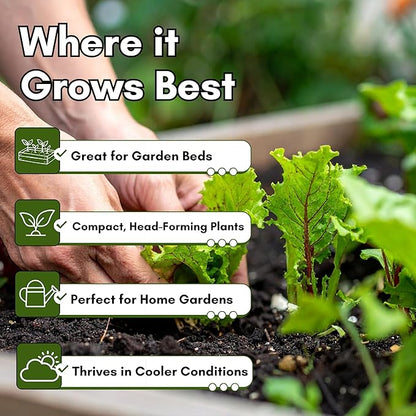 Crisphead Iceberg Lettuce Seeds for Planting - Heirloom, Non-GMO Head Variety with Dense, Crunchy Heads for Fresh Salads, Sandwiches, and Home Garden Growing | Woods Creek Seeds