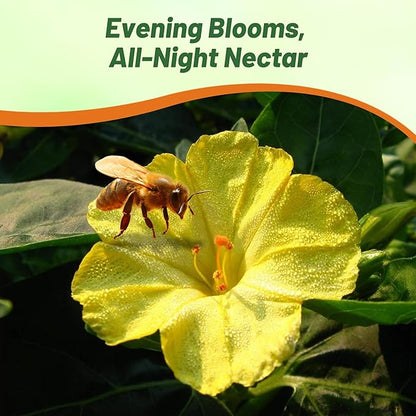 Outsidepride Yellow Four O'clock Flower Seeds - 1/4 lb Perennial Fragrant, Trumpet-Shaped Blooms, Deer-Proof & Easy to Grow, for Pollinator & Evening Gardens, Containers, Hedges, or Borders