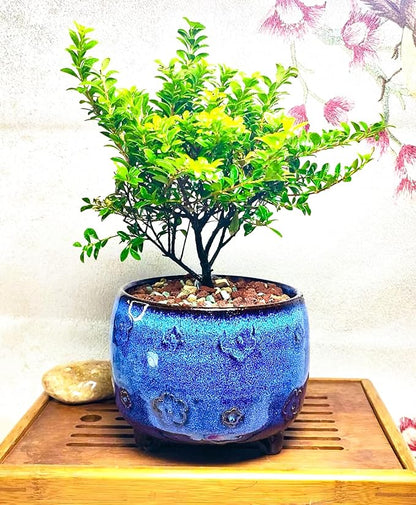 Arktiva Ceramic Planter Pot w/Drainage, 4.75 Inch Dia, Indoor Outdoor, Home Patio Garden, Plants, Flower Succulent, Glazed Plum Blossom Round