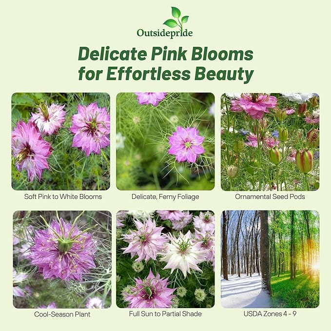 Outsidepride Jewels Rose Nigella Seeds - 1000 Pcs Annual Flower Seeds for Planting with Vibrant Blooms & Lacy, Fern-Like Foliage, Attractive Cut Flower for Small Garden Spaces & Floral Arrangements