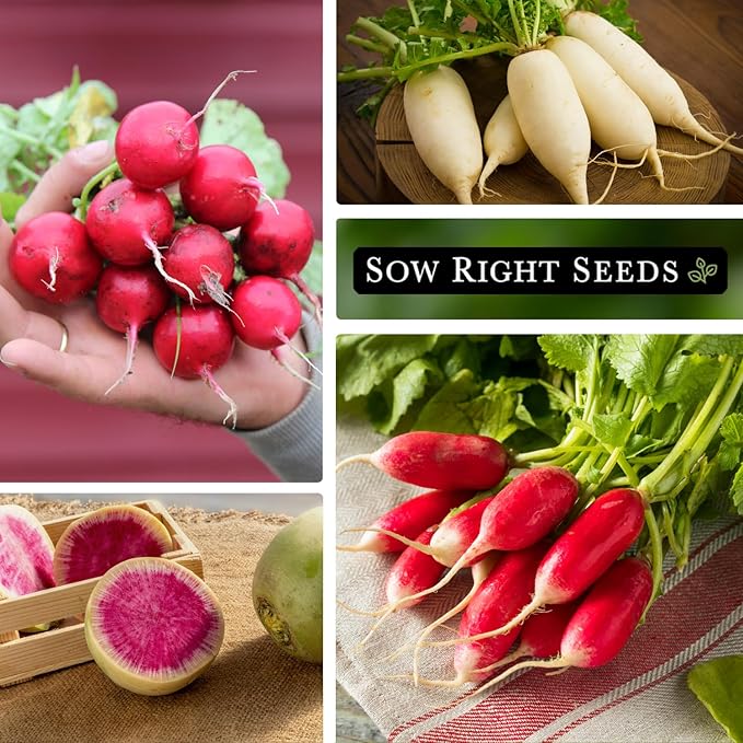 Sow Right Seeds - Radish Seed Collection for Planting - Champion, Watermelon, French Breakfast, Easter Egg Mix, and Minowase Daikon Varieties, Non-GMO Heirloom Seed to Plant Home Vegetable Garden