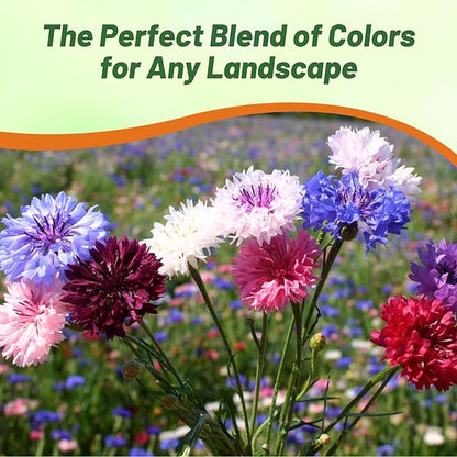 Outsidepride Polka Dot Mix Cornflower Seeds for Planting - 1000 Pcs. Annual Bachelor's Button Flower Seeds for Cut Flower Gardens, Drought-Tolerant, Attracts Pollinators, Ideal for Borders & Bouquets
