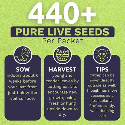 Catnip Seeds – Two Seed Packets! – Over 880 Open Pollinated Non-GMO Seeds – Sweet Yards Seed Co.