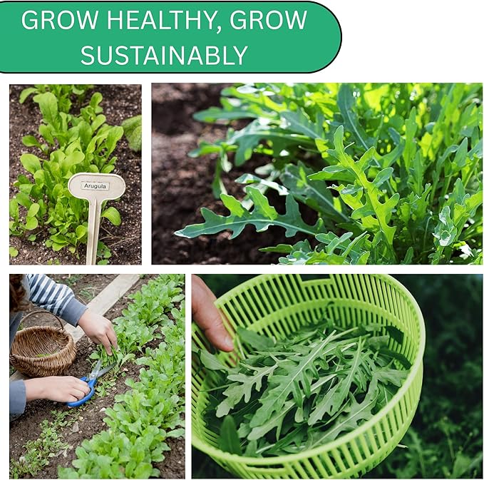 Astro Arugula Seeds for Planting – Heirloom, Non-GMO Arugula Seeds for Home Gardens, Mild Baby Arugula Greens for Salads | Woods Creek Seeds