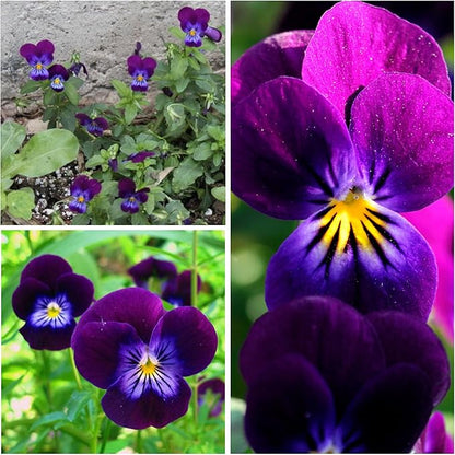 Seed Needs Viola Seeds for Planting King Henry Violas - Heirloom & Open Pollinated Annual Flower Seed to Plant an Outdoor Butterfly Wildflower Garden (2 Packs)