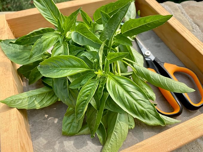 Plant Good Seed Organic Italian Large Leaf Basil Seeds for Planting: Culinary Herb, Green Leaves - 200 Seed Packet