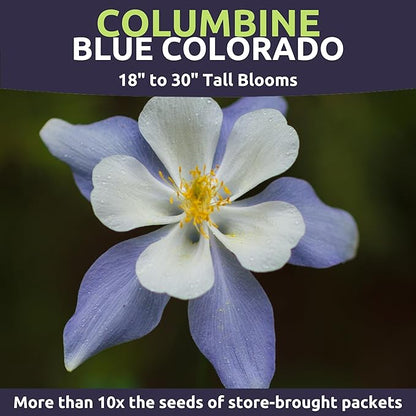 Columbine Blue – Large 1/4 Ounce Seed Packet – 6,000 Flower Seeds for Planting – Aquilegia caerulea