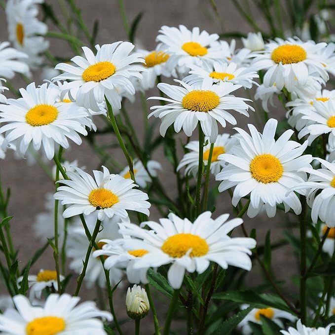 Outsidepride Shasta Daisy Chrysanthemum Seeds - 1 Lb. Perennial Deer Proof, Drought Tolerant, Wildflower Seeds for Pollinator Gardens, Cut Flowers & Water-Efficient, Low Maintenance Landscaping