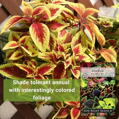 Sow Right Seeds - Coleus Rainbow Mix Seeds for Planting - Beautiful Flowers to Plant in a Home Garden - Indoors or Outdoors - Non-GMO Heirloom Seeds - Attractive & Colorful - Great Gardening Gift (4)