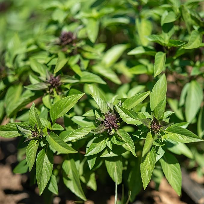 Plant Good Seed Organic Siam Queen Thai Basil Seeds for Planting: Culinary Herb, Green Purple Leaves - 250 Seed Packet