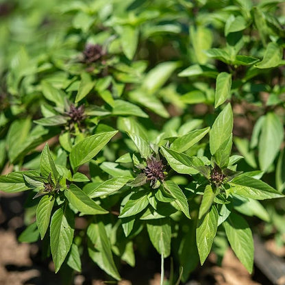 Plant Good Seed Organic Siam Queen Thai Basil Seeds for Planting: Culinary Herb, Green Purple Leaves - 250 Seed Packet