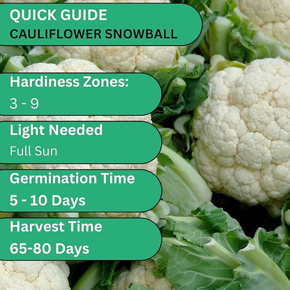 Snowball Cauliflower Seeds – Heirloom Non-GMO White Cauliflower Variety for Planting Outdoors & Vegetable Gardens | Woods Creek Seeds