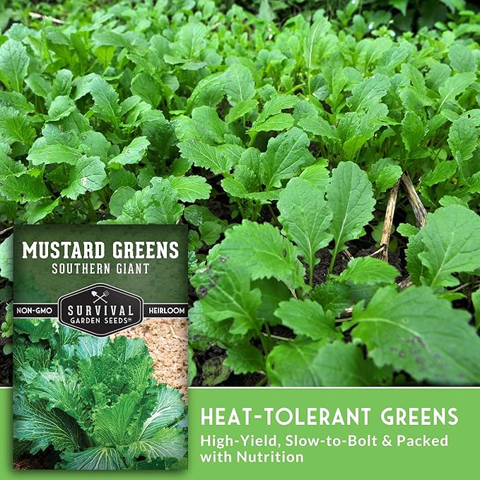 Southern Giant Mustard Green Seeds for Planting – Heirloom Non-GMO Spicy Greens, Heat Tolerant and Slow to Bolt for Home Vegetable Gardens - Survival Garden Seeds (5 Packs)