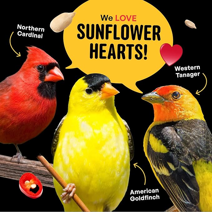 Hearts on Fire Hot Bird Seed – 10 lb. 100% Hulled Sunflower Hearts with Chili Pepper Oil – No Waste Bird Seed for Outside Feeders
