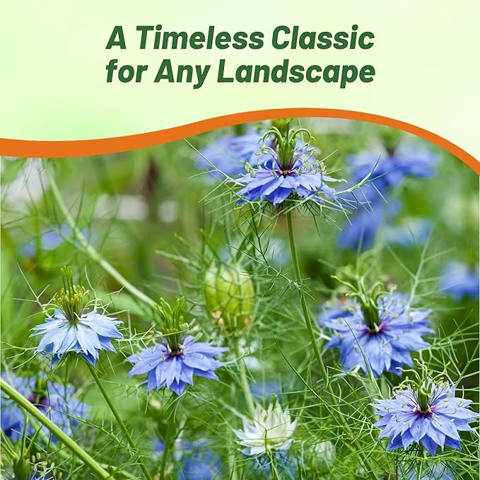 Outsidepride Jewels Indigo Nigella Seeds - 1000 Pcs Annual Flower Seeds for Planting with Vibrant Blooms & Lacy, Fern-Like Foliage, Attractive Cut Flower for Small Garden Spaces & Floral Arrangements