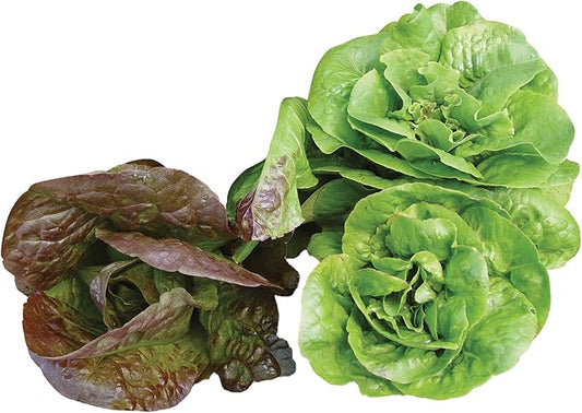 Burpee Bibb Blend Lettuce Seeds 500 seeds