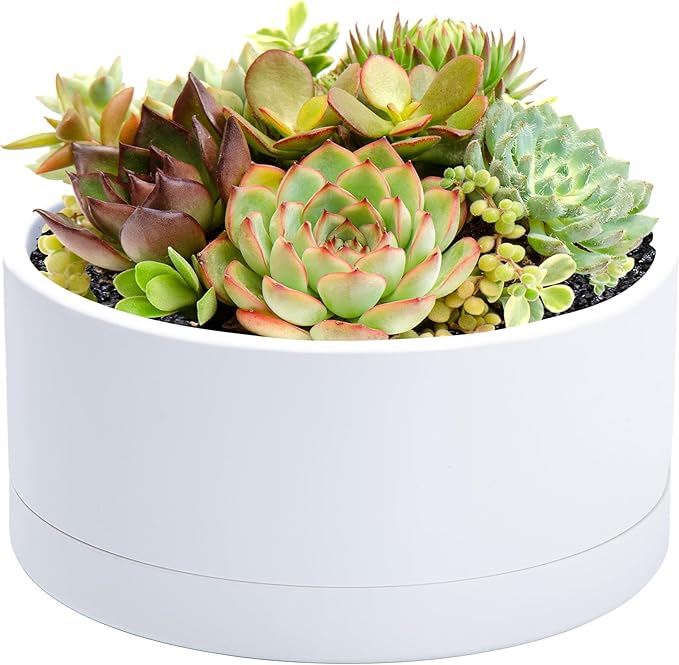 D'vine Dev 8 Inch Plastic Shallow Planter, Large Round Succulent Plant Pot with Drainage Hole and Sauce, Decorative Bonsai Pot for Indoor Plants, White, 76-Z-A-1