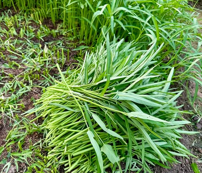 1000+ Organic Water Spinach Seeds – Kangkong, Ong Choy, Rau Muong – Heirloom, Non-GMO, USA Grown - Asian Vegetable Seeds for Home Garden or Backyard Planting