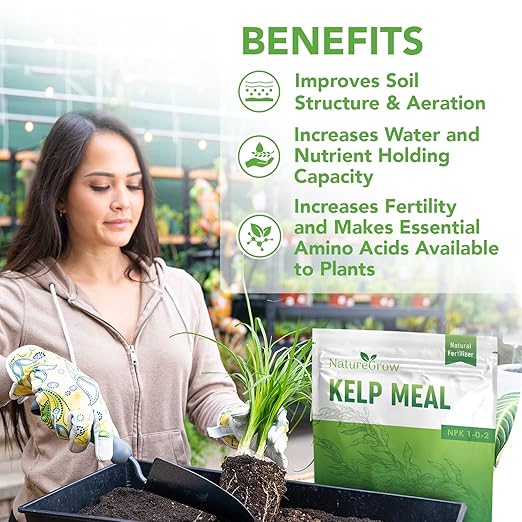 Kelp Meal 1-0-2 Natural Plant Food, Boost Plant Health and Yield! (2lb)