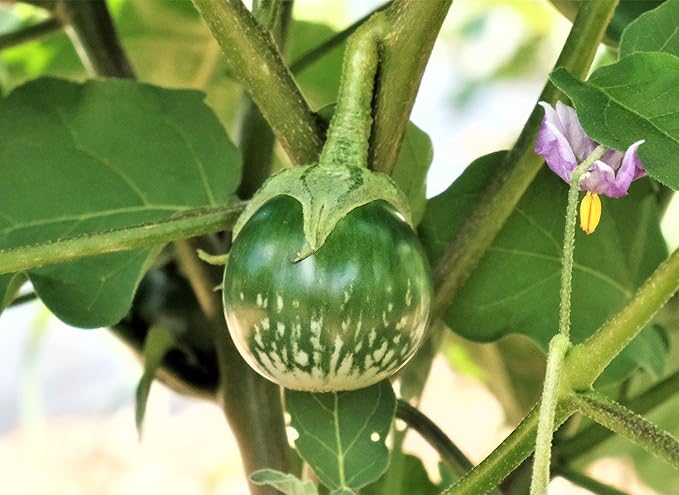 TomorrowSeeds - Petch Siam Thai Eggplant Seeds - 200+ Count - for 2026 Planting Small Green Brinjal Baby Round Egg Aubergine Eggplants Melongene USA Garden Vegetable Grow Your Own Home Farm Patio