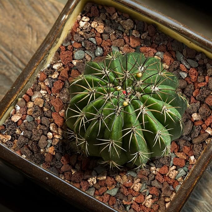 Mix Horticultural Lava Rock Pebbles-Decorative Landscaping Gritty Rocks,Pumice Potting Soil Amendment,Additive for Succulent,Cactus Bonsai,Vase Fillers,Terrarium,Fairy Gardening,Top Dressing.