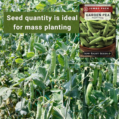 Sow Right Seeds - Bulk Sugar Snap Pea Seeds for Planting - 2 Ounce, 225 Seeds - Non-GMO Heirloom Jumbo Pack with Instructions to Plant a Home Vegetable Garden - Enjoy a Cool Season Bountiful Harvest