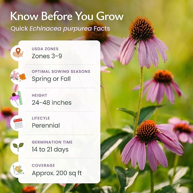Created by Nature Purple Coneflower Seeds, 3,800 Perennial Flower Seeds, Deer-Resistant Perennial Wildflower Seeds