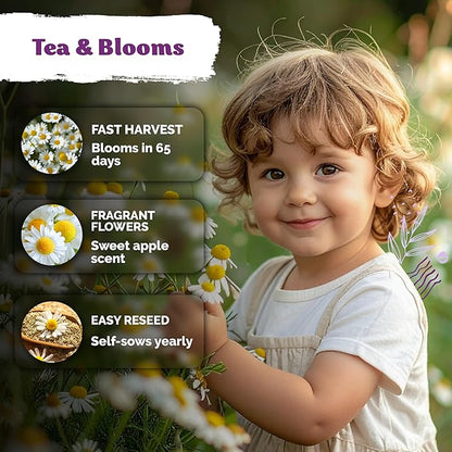 KVITER 2,500 German Chamomile Seeds for Planting (Matricaria Chamomilla/Recutita) – Heirloom & Non-Gmo Medicinal Herb Seeds, Flowers for Remedies & Chamomile Tea Organic – Indoors/Outdoors Herb Garden
