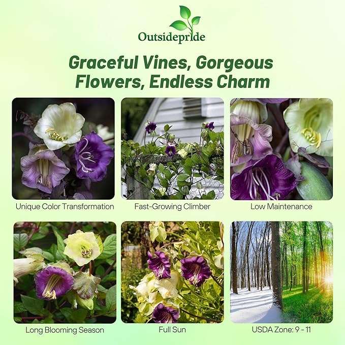 Outsidepride Mix Cobea Cup and Saucer Vine Seeds - 100 Pcs Perennial Climbing Vine Flower Seeds with Lush Foliage & Large Flowers That Attract Pollinators, for Fences, Trellises, or Walls