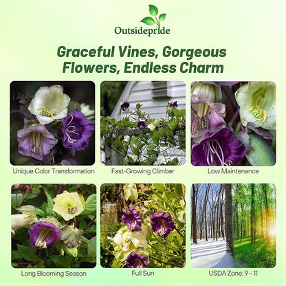 Outsidepride Mix Cobea Cup and Saucer Vine Seeds - 200 Pcs Perennial Climbing Vine Flower Seeds with Lush Foliage & Large Flowers That Attract Pollinators, for Fences, Trellises, or Walls