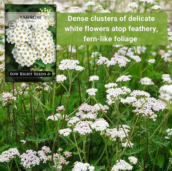 Sow Right Seeds - Common White Yarrow Seeds for Planting - Non-GMO Heirloom Packet with Instructions to Grow an Outdoor Flower Garden - Medicinal Herb & Native Wildflower - Perennial Achillea (3)