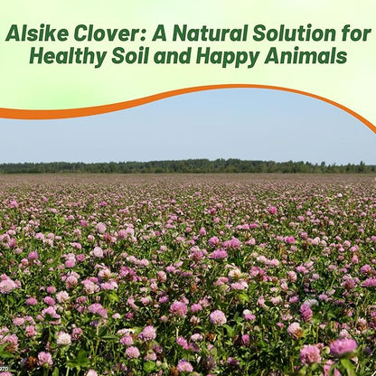 Outsidepride Biennial Alsike Clover Seeds for Lawn - 50 lbs. Nutrient-Rich, Drought Resistant Cover Crop Seeds, Ideal For Ground Cover, High-Yield Forage, Hay, Pastures, Food Plots & Grazing Livestock