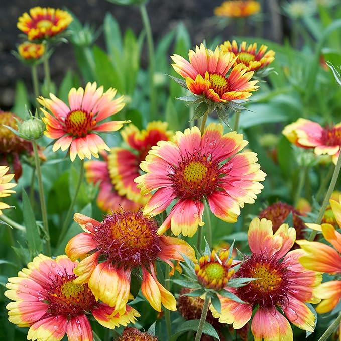 Outsidepride Gaillardia Pulchella Red Indian Blanket Seeds for Planting - 1/4 lb Annual Flower Seeds, Heat & Drought Tolerant for Xeriscaping, Borders, & Small Garden Spaces