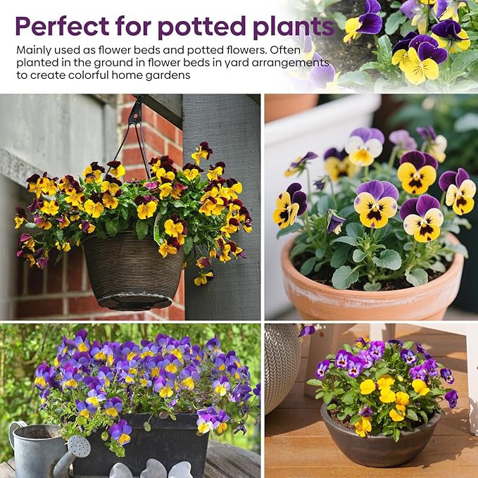 Johnny Jump Up Seeds, 10000+ Perennial Wild Violet Seeds for Planting, Edible Flowers, Non-GMO | Heirloom | Attracts pollinators, Grown in The USA