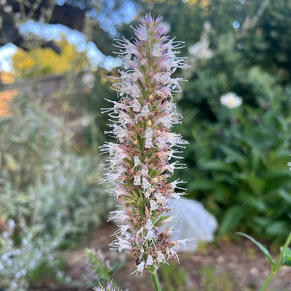 Plant Good Seed California Natives Seeds for Planting - 8 Packet Collection - Sage, Yarrow, Nettle, Poppy, Lupine, Mugwort, Hyssop - Wildflower Variety Pack